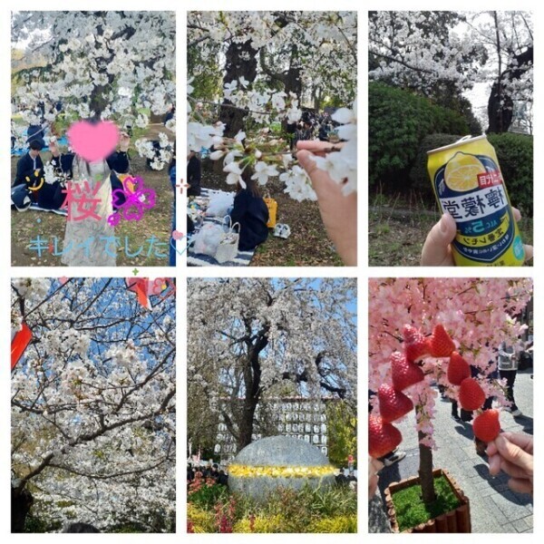 完璧なタイミングのお花見🌸🍶✨