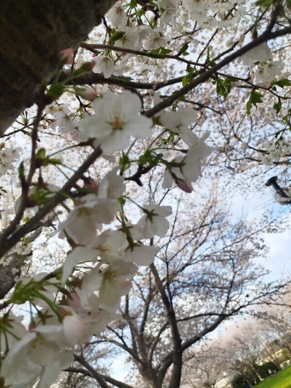 明日出勤