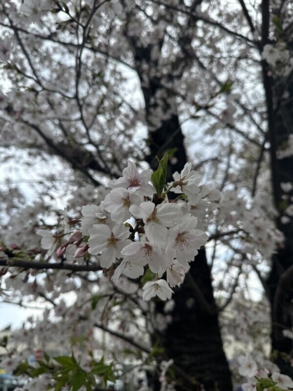 🌸✨