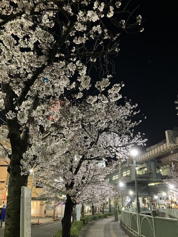 夜桜がキレイだから