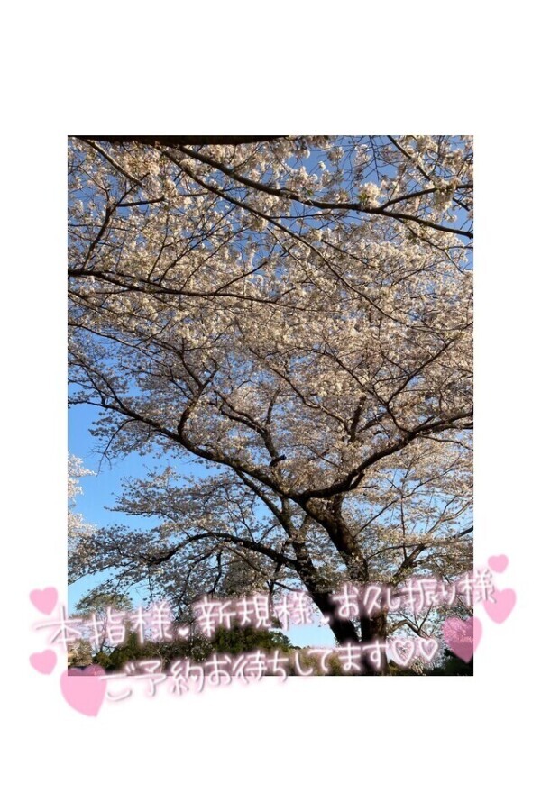 まだまだ🌸