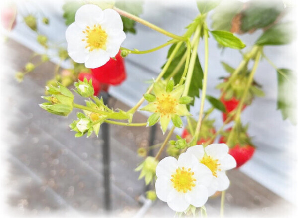 最後の🍓