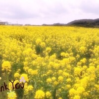 あおい