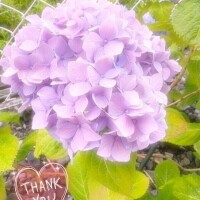 あおい