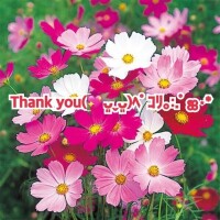 ひめか
