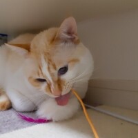 ゆいか