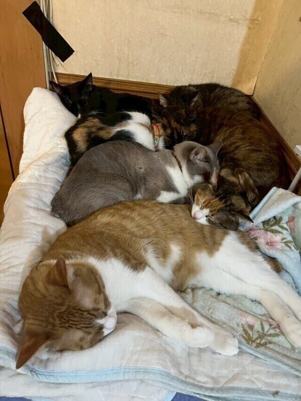 だってだってなんだもん