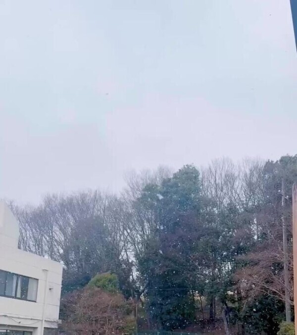 雪こんこん❄️