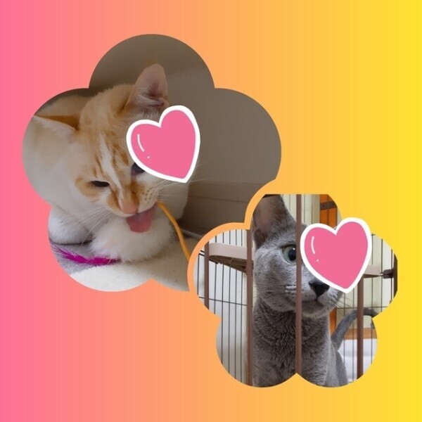 お題に答えてみたよ☺️