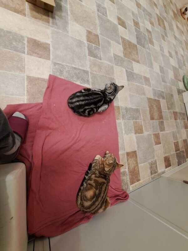 かわいすぎて無👼💕