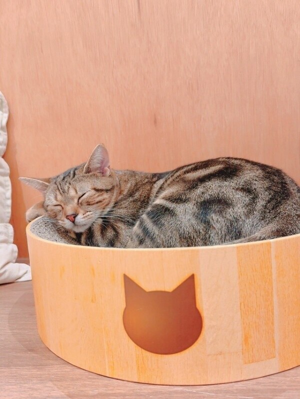 最高の癒やしを💗:+.ﾟ
