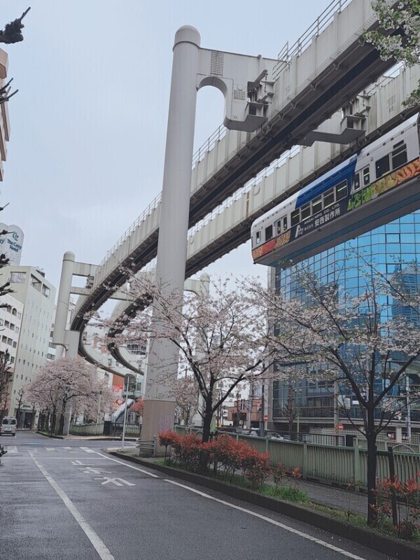💕好きな桜ソング🌸