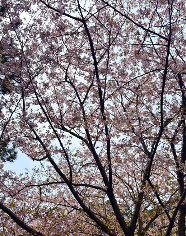 お花見しましたか？