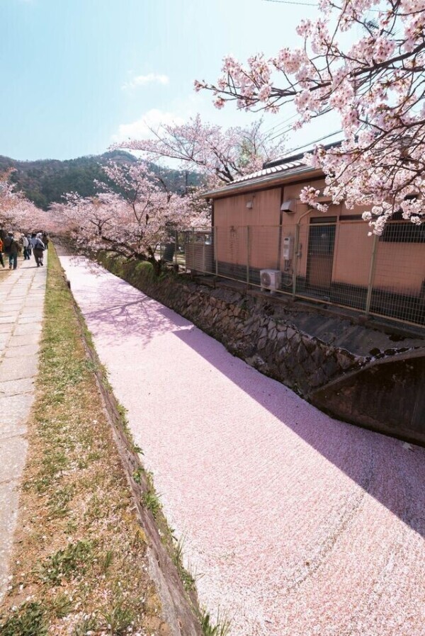 ✨日差し強すぎ問題✨