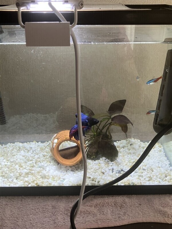 お礼