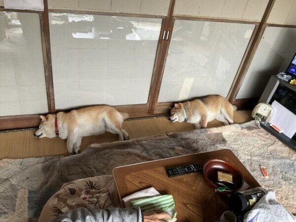 ︎💕︎︎台風の日は、犬はしまってコロッケでも食べて︎💕︎︎