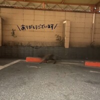 ちはや