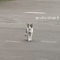 ちはや
