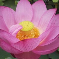 氷室はるな