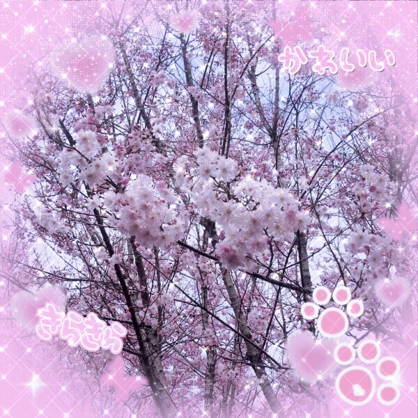 サクラ満開💕