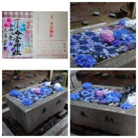 紫陽花