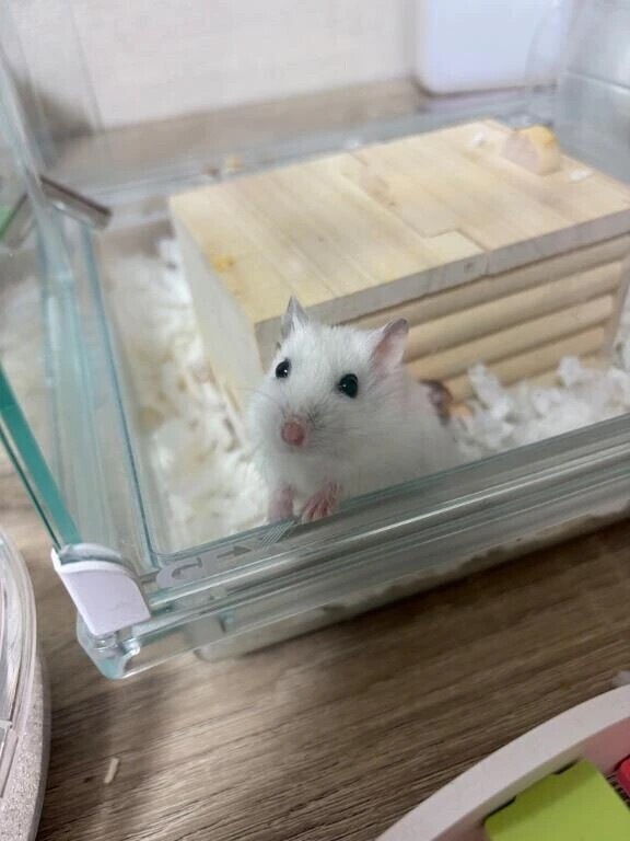 姫野家のハムスター🐹