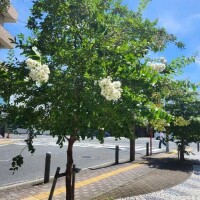今週日曜日