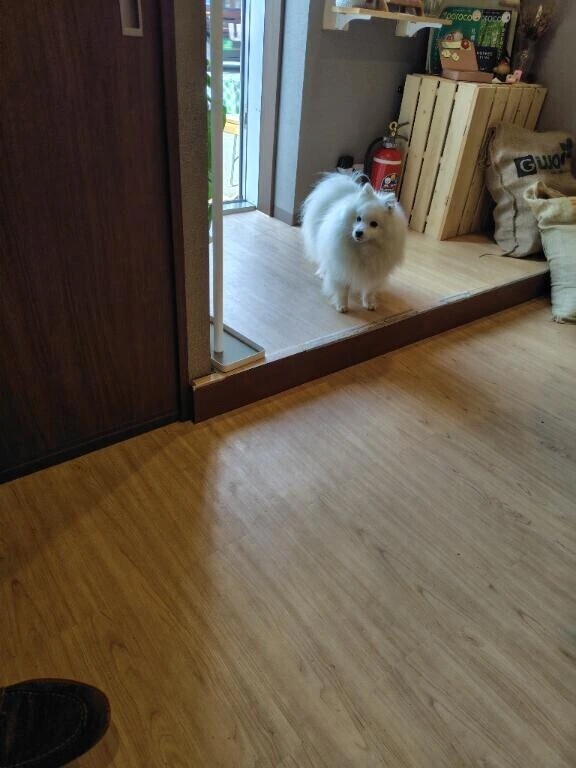 カフェにワンちゃん🐩