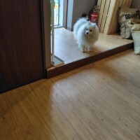 カフェにワンちゃん🐩