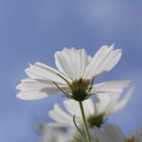 木澤