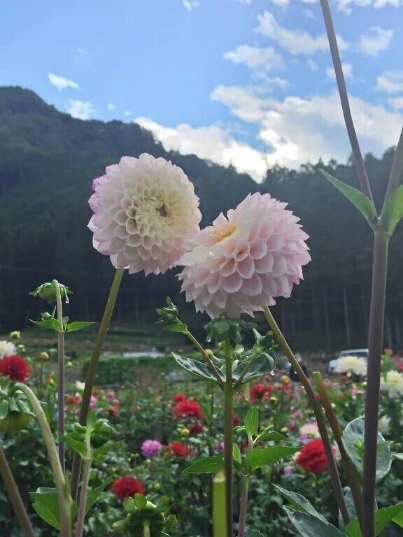 出勤しました