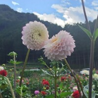 木澤