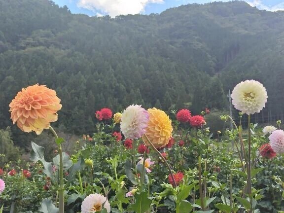 ありがとうございました