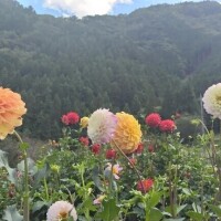 木澤
