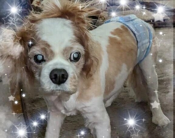 いよいよ🐶