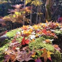 木澤