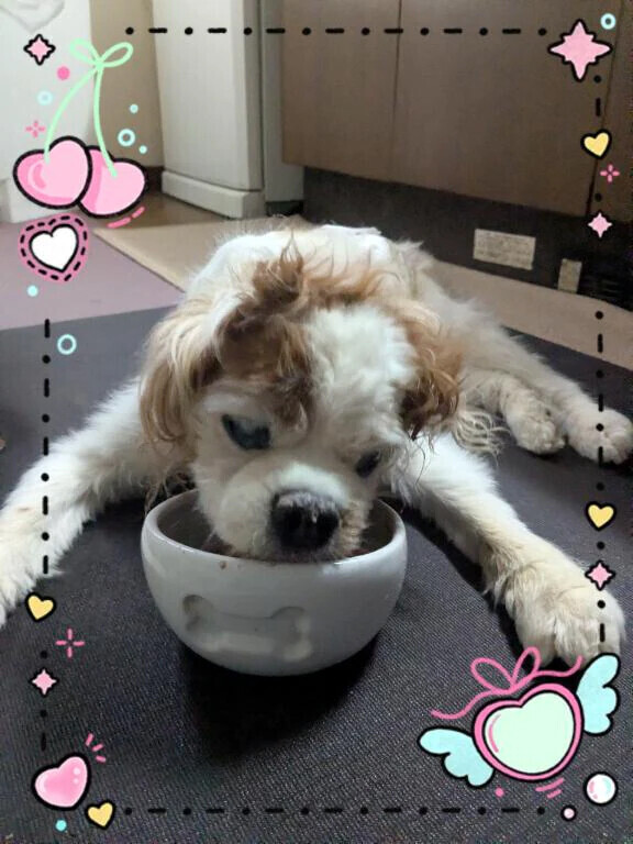 ワンコのお話でーす🐕