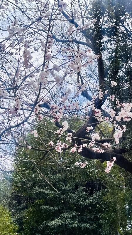 おはようございます(*^o^*)