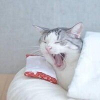おはよー