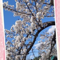 蕨へ。。。