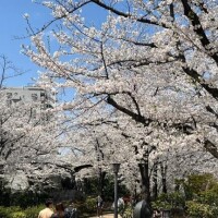 お花見