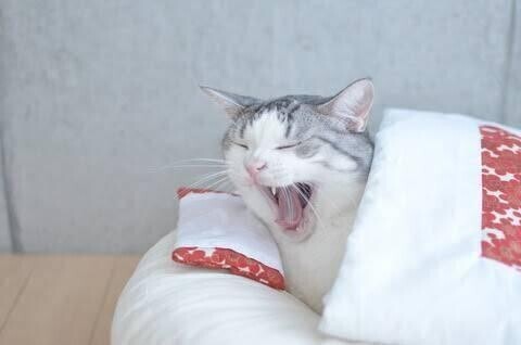 おはよー