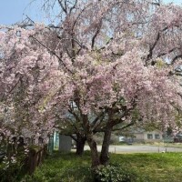 明日急遽出勤💖