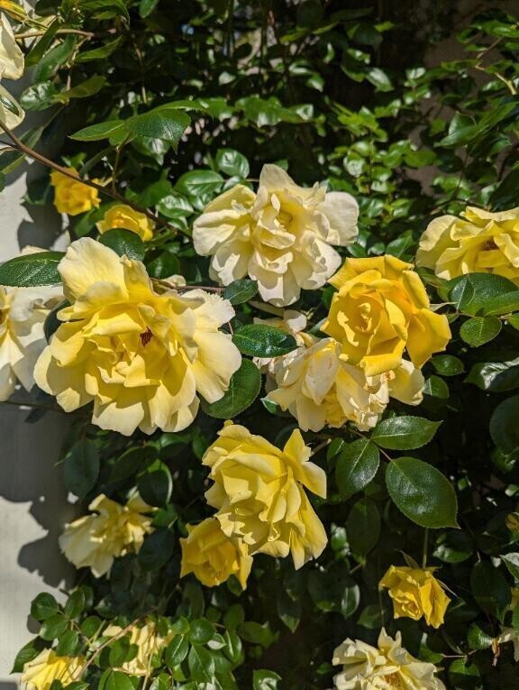今日と明日は