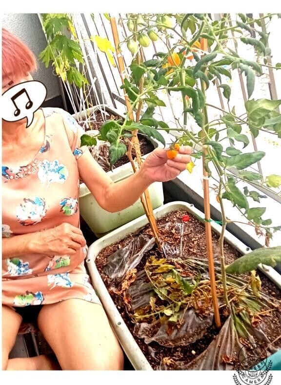 ベランダ菜園
