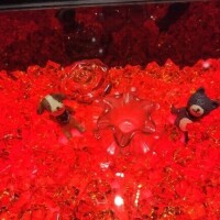 おはようございます。