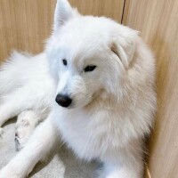 金子