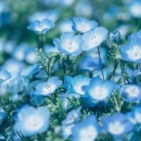 安田