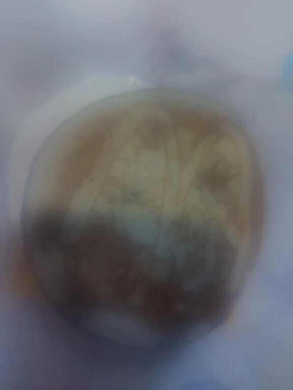 本日の朝ご飯🍞