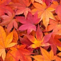 お待ちしてます🍂